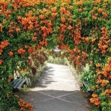 Orlovi nokti: sadnja i njega na otvorenom polju